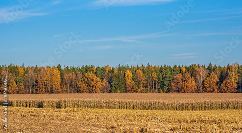 Field of ripe corn on the background of the forest. Photographed in the fall in the afternoon.