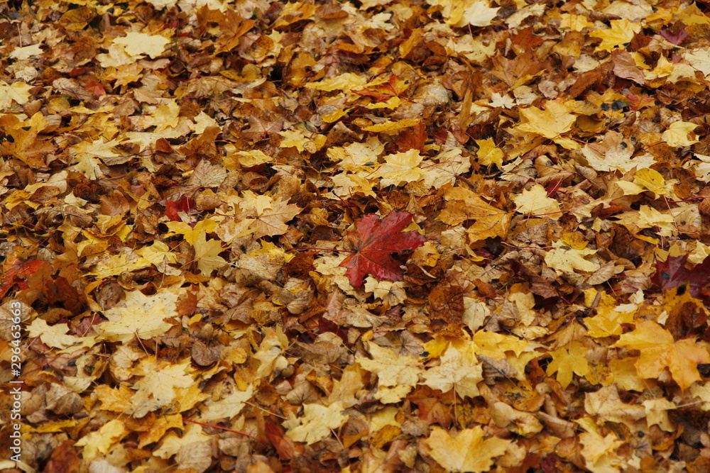 Autumn leaves: texture, structure, graphics, colors Autumn leaves: texture, structure, graphics, colors