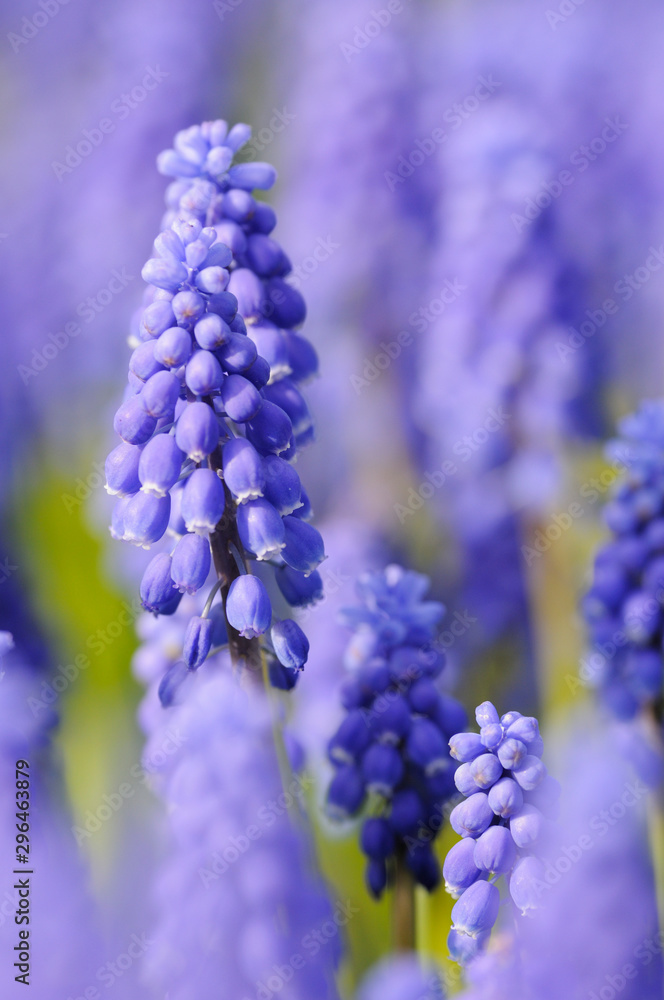 kleine Traubenhyazinthe (Muscari botryoides) kleine Traubenhyazinthe (Muscari botryoides)