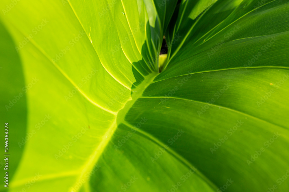 Close up Green leaf nature background.Out of focus. Close up Green leaf nature background.Out of focus.
