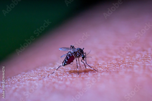 Bloodsucking mosquitoes carrying malaria, dengue fever