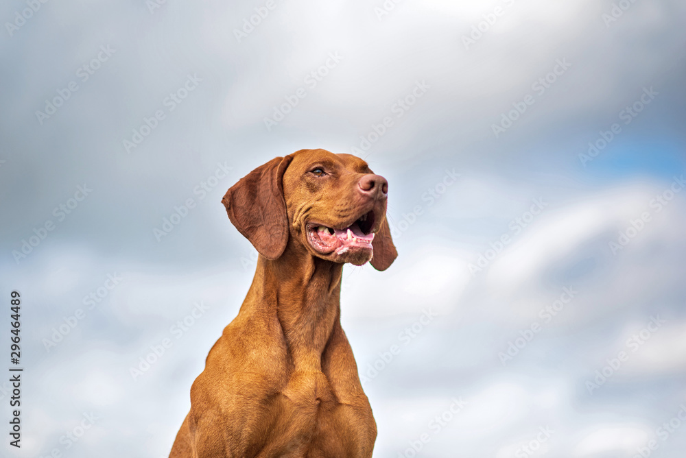 Hungarian vizsla against the background of the summer sky. Hungarian vizsla against the background of the summer sky.