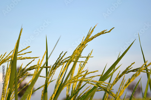 Rice plants in the rice fields in the evening when the light of the beautiful sunset In the countryside of Thailand