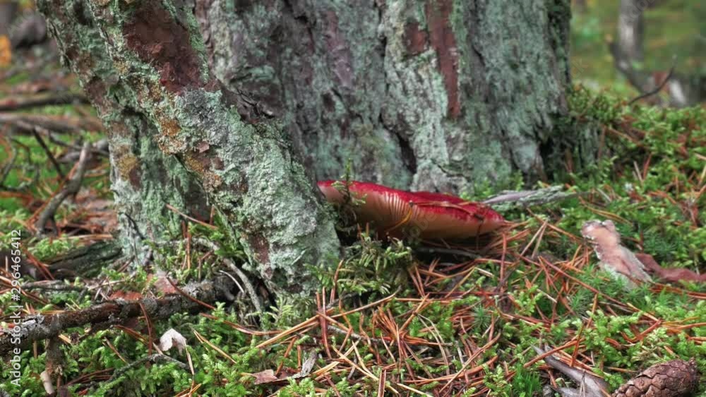 Mushroom on Forest Floor. Panning to right, close up shot of a mushroom on forest floor.