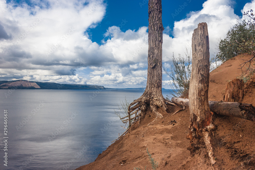 Tree roots Tree roots