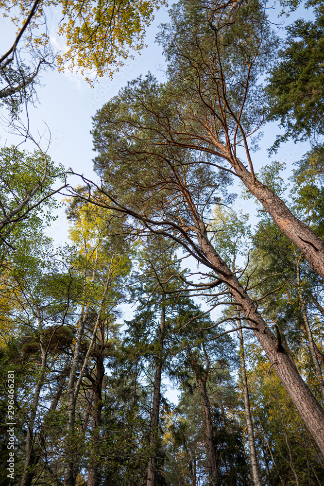 Fototapeta premium tree tops.
