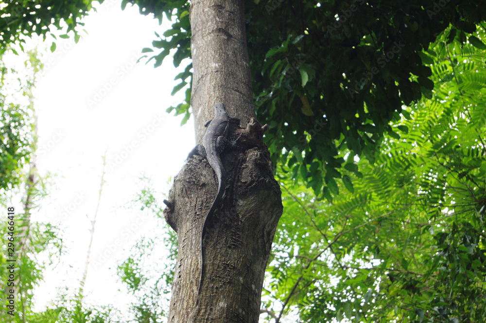 Fototapeta premium water monitor walking up to the tree