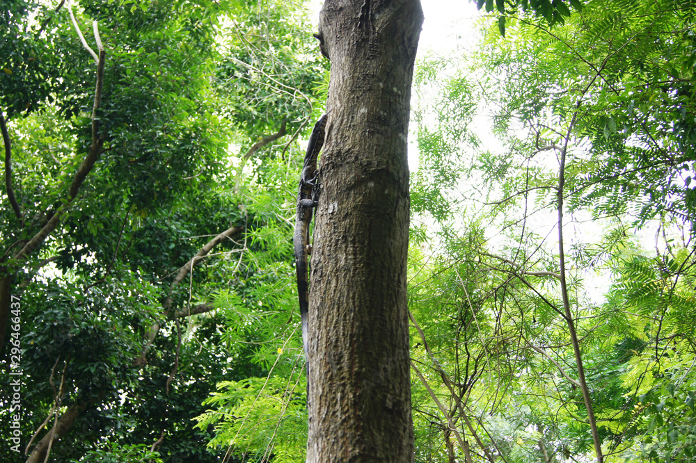Fototapeta premium water monitor walking up to the tree
