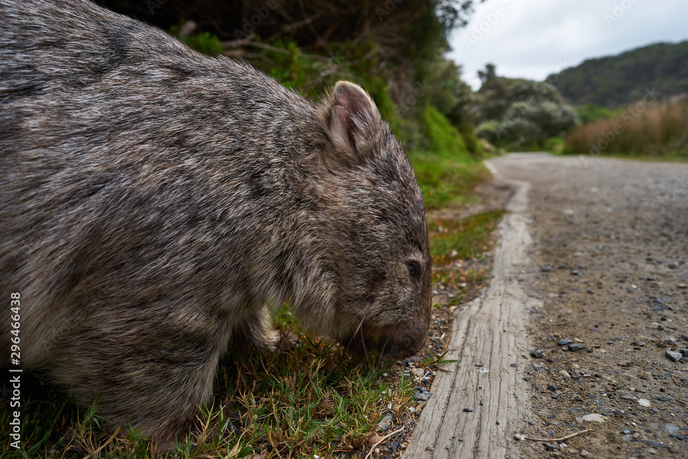 wombat on a path wombat on a path