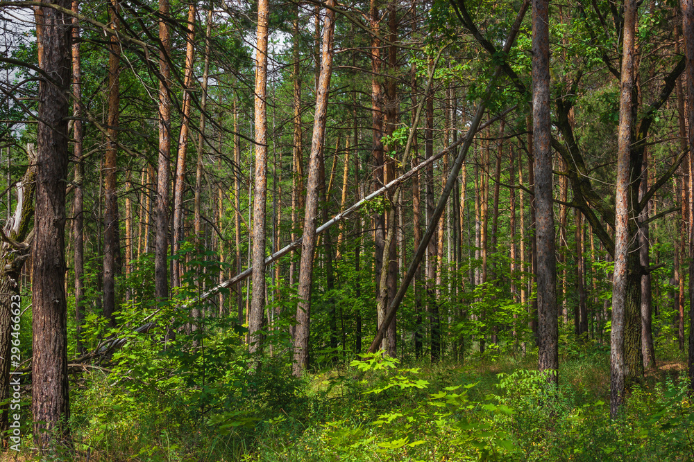 Fototapeta premium Pine forest