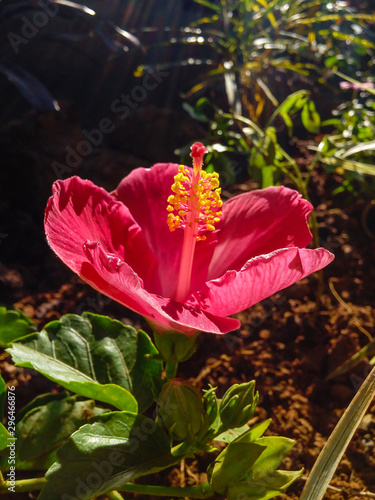 Hibiscus rosa-sinensis, Chinese hibiscus, China rose,Hawaiian hibiscus, rose mallow and shoeblackplant, the shoe flower photo