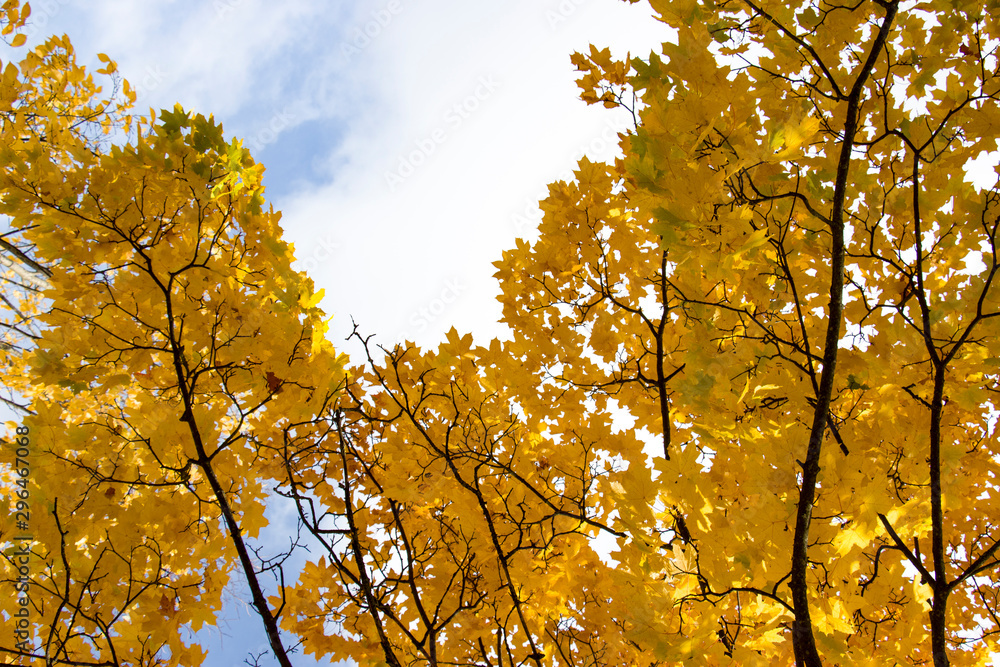 Golden autumn. Yellow, red leaves against the blue sky. Natural beauty. Golden autumn. Yellow, red leaves against the blue sky. Natural beauty.