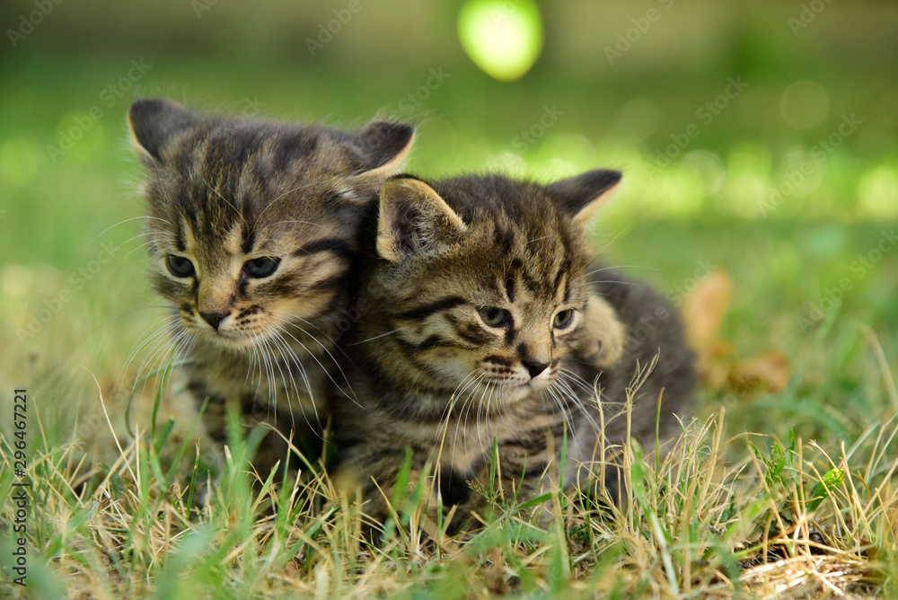 Fototapeta premium Two cute little grey kitten with blue eyes