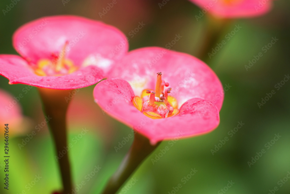 Close up of Euphorbia milii flower.