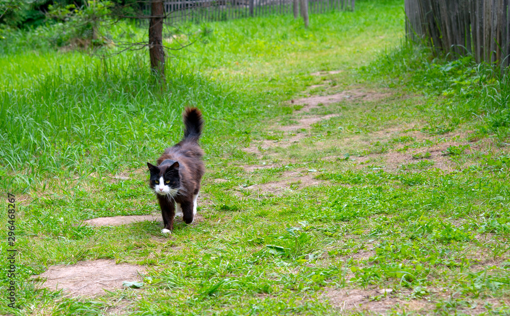 A black-and-white cat walks along a path trampled in the green grass.