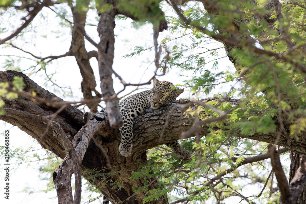 Obraz premium A leopard (Panthera pardus) resting in the late afternoon - Tanzania 