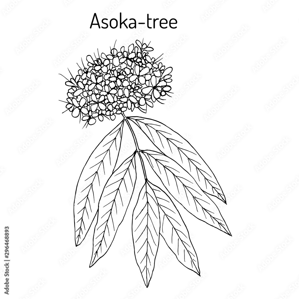 Ashoka tree Saraca asoca , medicinal plant Stock Vector Adobe Stock