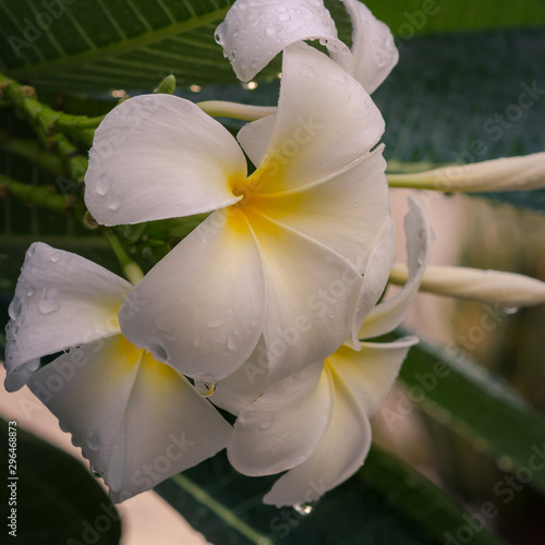 Flor de cacalosuchil con gotas de rocio