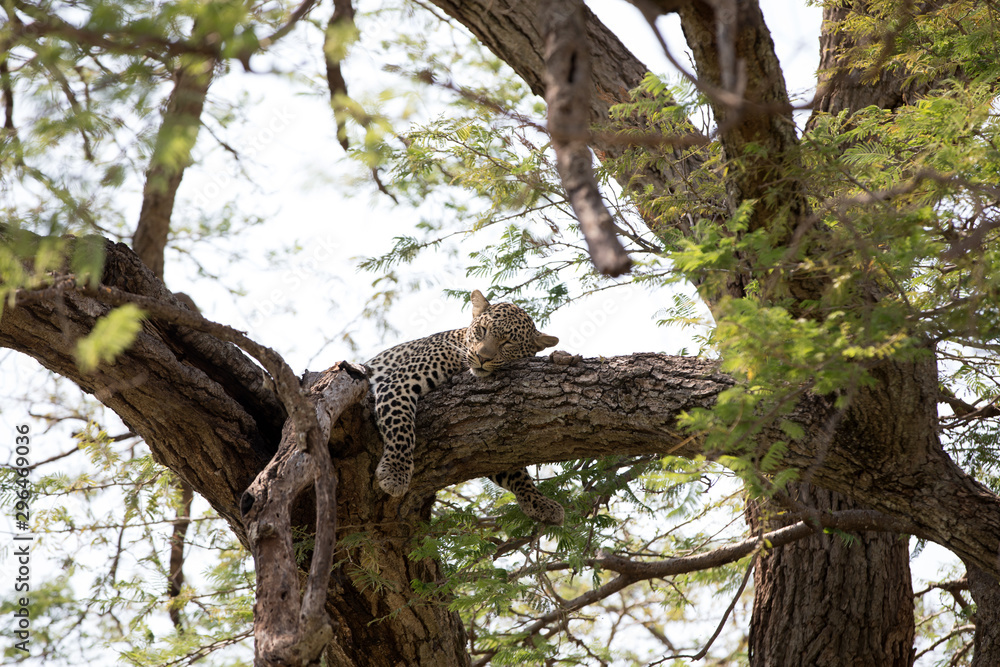 A leopard (Panthera pardus) resting in the late afternoon - Tanzania A leopard (Panthera pardus) resting in the late afternoon - Tanzania