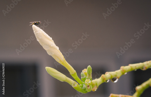 Mosca sobre una flor de cacalosuchil