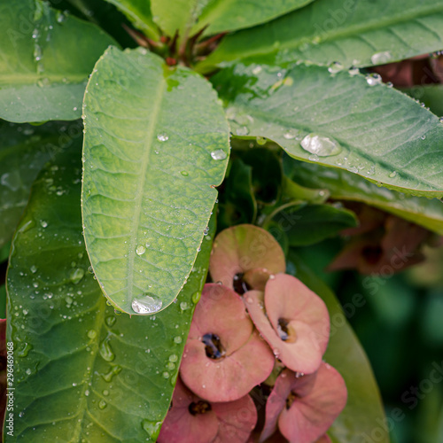 Flor corona de cristo con gotas de lluvia