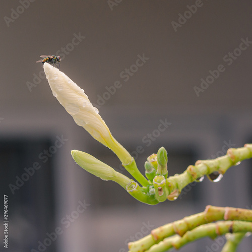 Mosca sobre una flor de cacalosuchil
