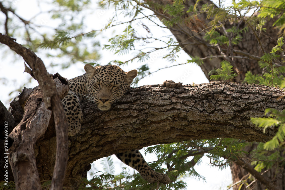 A leopard (Panthera pardus) resting in the late afternoon - Tanzania	