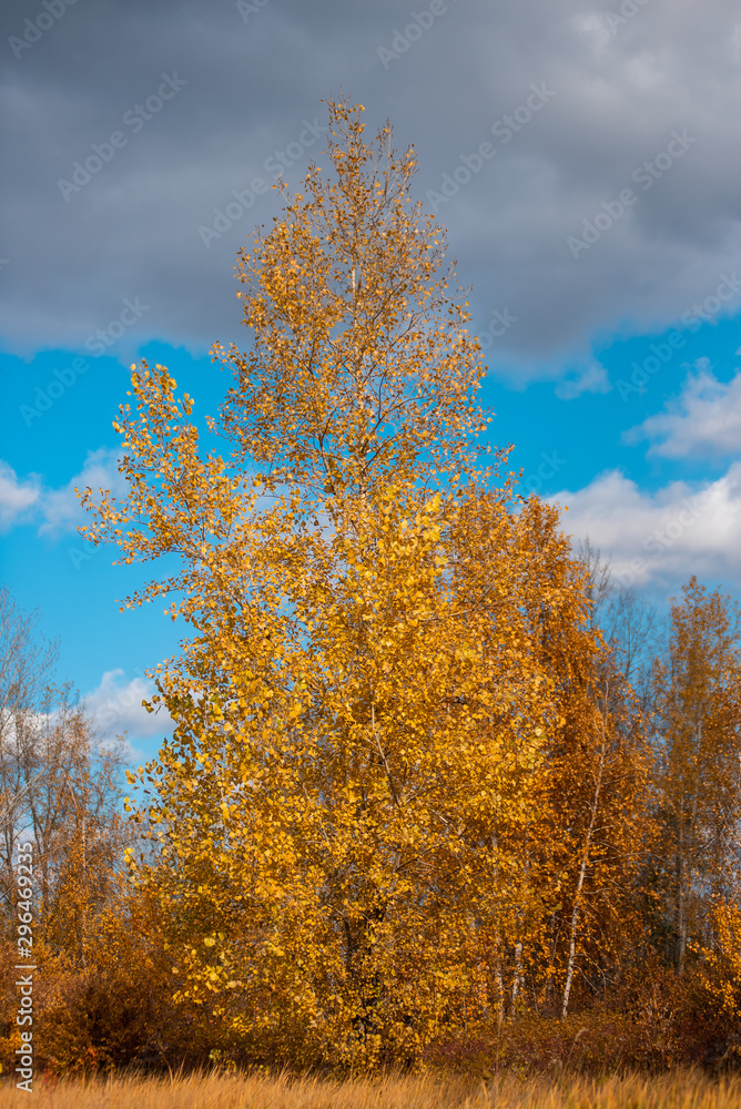Autumn landscape. Village houses are reflected in the river lake, like gingerbread. Evening sun, sunset. Colorful trees yellow, red, purple shades. Blue sky with light clouds. Russia, Siberia, Perm Autumn landscape. Village houses are reflected in the river lake, like gingerbread. Evening sun, sunset. Colorful trees yellow, red, purple shades. Blue sky with light clouds. Russia, Siberia, Perm