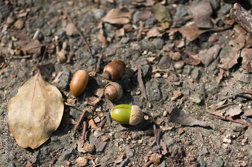 Acorns and Fallen Leaves in Autumn.