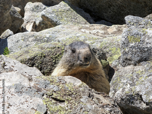 Une marmotte, Oisans, Isère, France