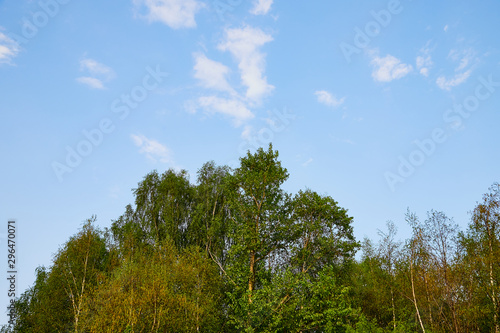 Tree branches against the blue sky with white clouds on a sunny day