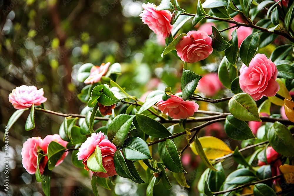 Obraz premium Beautiful red rose tree, floral blossom background