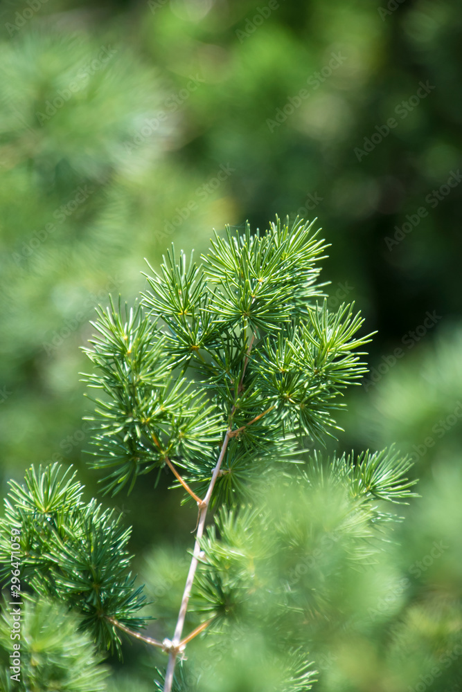 close up detail of pine tree evergreen branch close up detail of pine tree evergreen branch