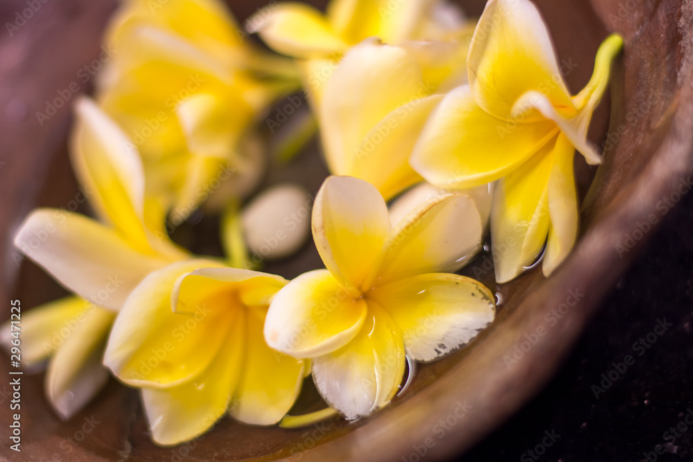 Obraz premium yellow balinese frangipani flower in a bowl of water background
