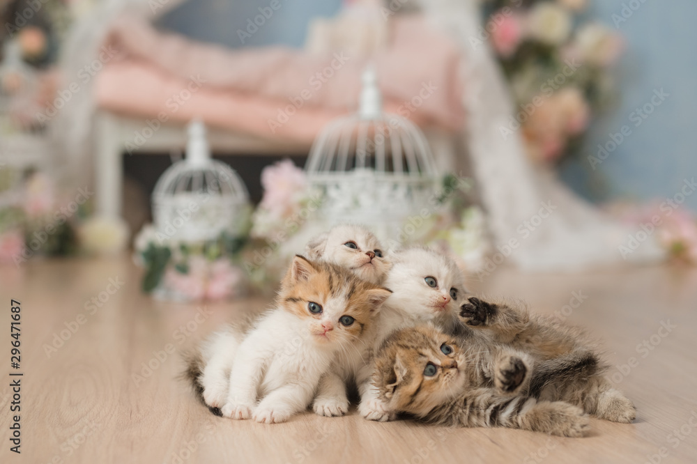 Four little cute fold British british kittens are sitting on the floor in a light interior and looking at the camera.