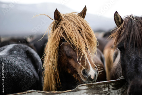 Portrait d'un cheval islandais avec une belle crinière sous la pluie  photo