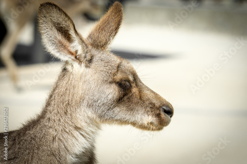 Side view close up portrait of a kangaroo. 