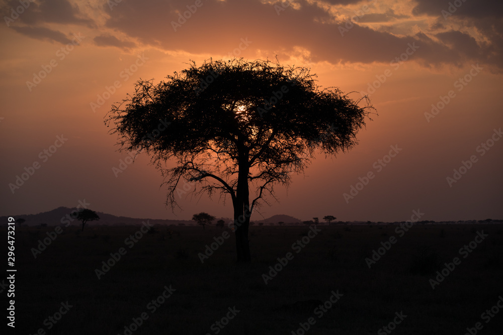 Sunset in Africa with acacia trees and orange glow.	
