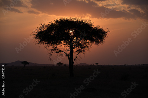 Sunset in Africa with acacia trees and orange glow. 