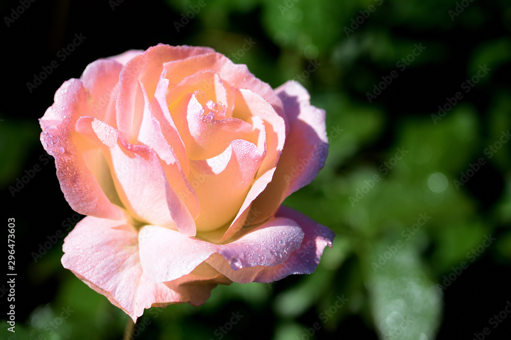 Beautiful rose flower covered with dew drops in the early morning in a summer garden close-up Beautiful rose flower covered with dew drops in the early morning in a summer garden close-up