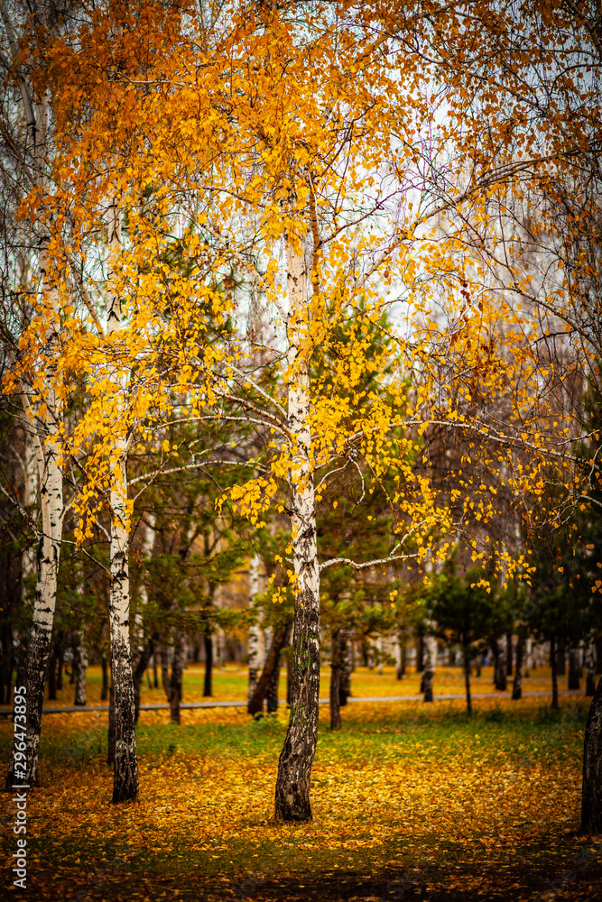 Fototapeta premium Birch with yellow leaves in the city autumn park.