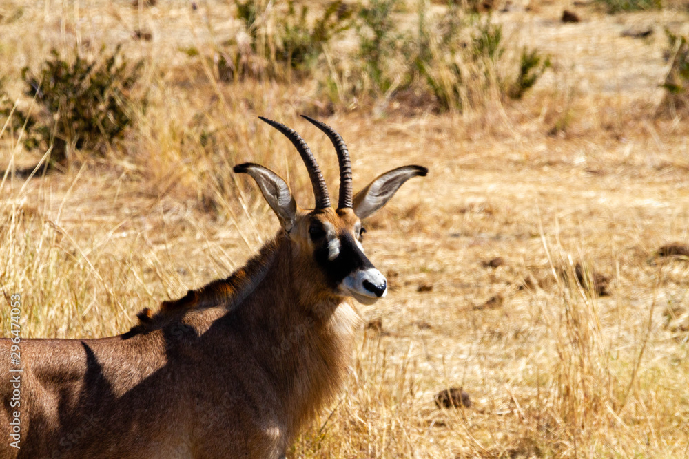 Antilope