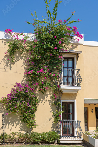 Fototapeta Naklejka Na Ścianę i Meble -  Decorative balcony of a house and flower tree on the wall in Turkey