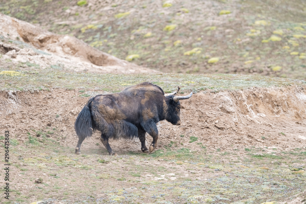 wild yak, bos mutus in qinghai wild yak, bos mutus in qinghai