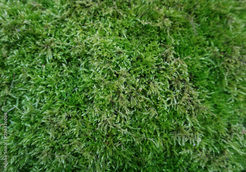 Green moss texture Green moss texture