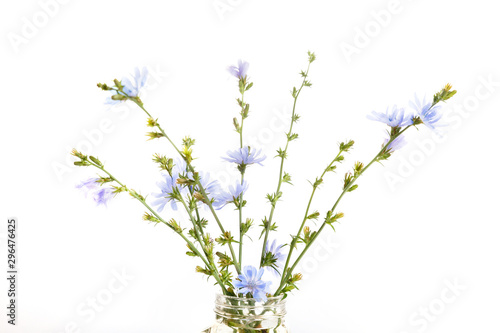 Cichorium intybus - common chicory flowers isolated on the white background