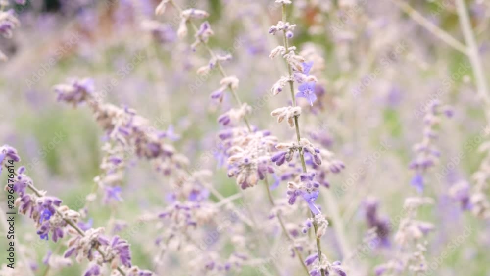 Field of purple lavender close up in nature Field of purple lavender close up in nature