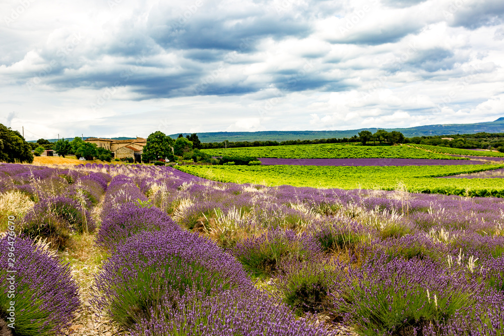 Fototapeta premium Fields with lavender in the provence