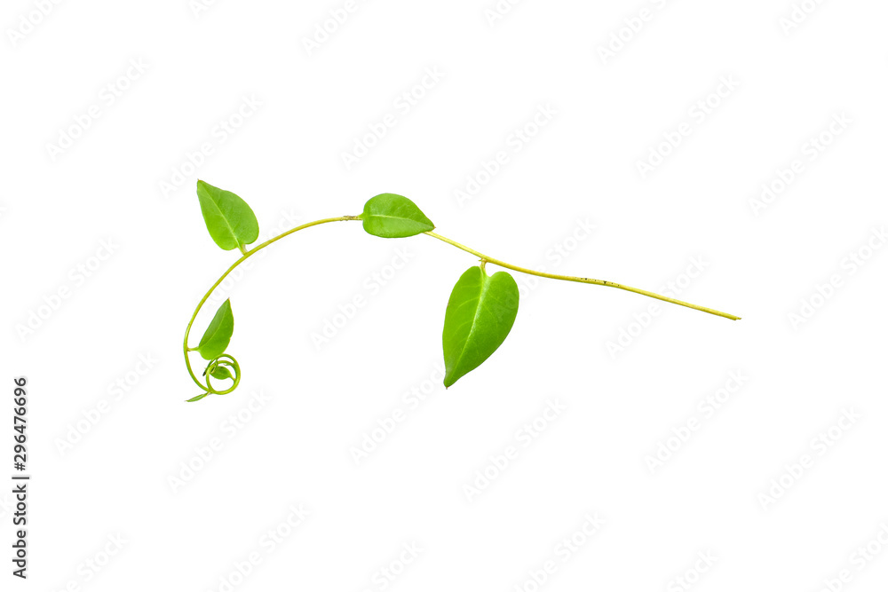 Bush grape or three-leaved wild vine cayratia (Cayratia trifolia) liana ivy plant bush, nature frame jungle border isolated on white background, clipping path included Bush grape or three-leaved wild vine cayratia (Cayratia trifolia) liana ivy plant bush, nature frame jungle border isolated on white background, clipping path included