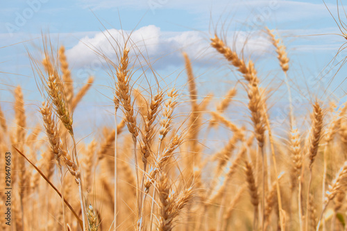 Wheat field against a blue sky.